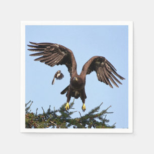 Juvenile Bald Eagle taking off Napkin