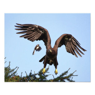 Juvenile Bald Eagle taking off Photo Print
