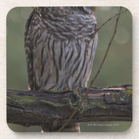 Juvenile Barred Owl (Strix varia) 2