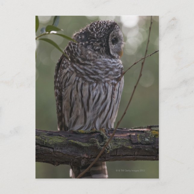 Juvenile Barred Owl (Strix varia) 2 Postcard (Front)