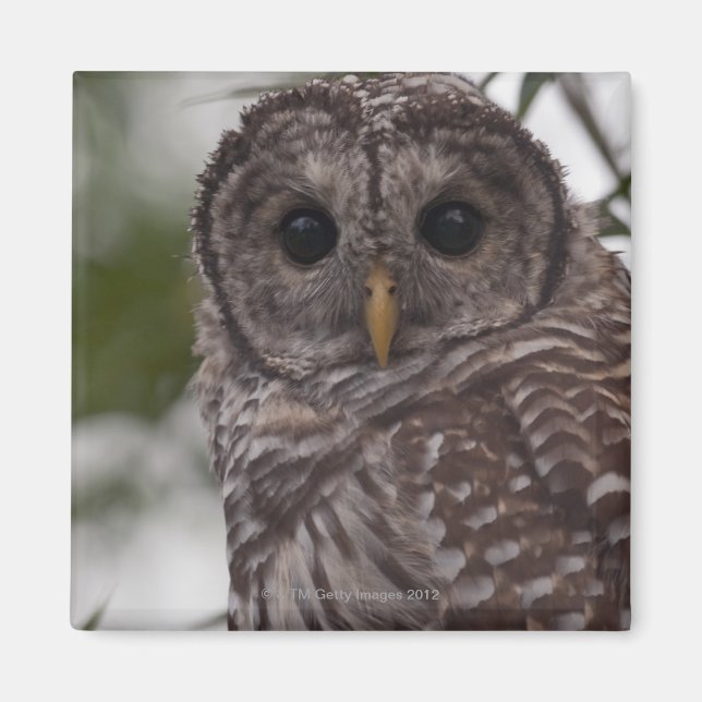 Juvenile Barred Owl (Strix varia) Magnet (Front)