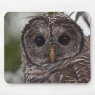 Juvenile Barred Owl (Strix varia) Mouse Pad