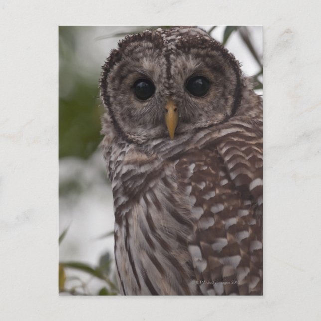Juvenile Barred Owl (Strix varia) Postcard (Front)