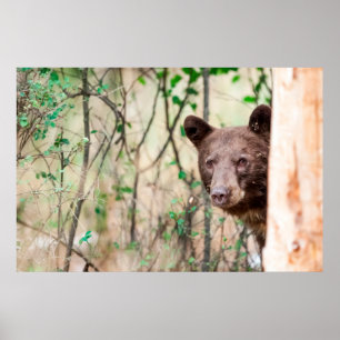 Juvenile Black Bear Portrait, Missoula, Montana Poster