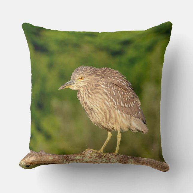 Juvenile Black Crowned Night Heron Cushion (Front)