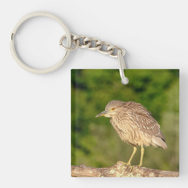 Juvenile Black Crowned Night Heron Key Ring (Front)