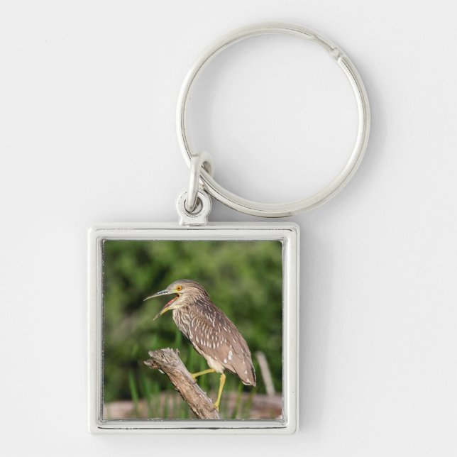 Juvenile Black Crowned Night Heron Key Ring (Front)