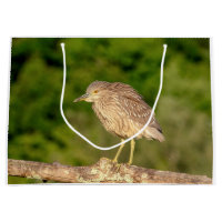Juvenile Black Crowned Night Heron