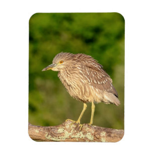 Juvenile Black Crowned Night Heron Magnet