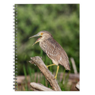 Juvenile Black Crowned Night Heron Notebook