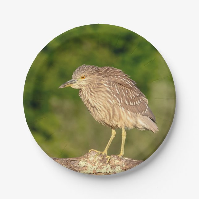 Juvenile Black Crowned Night Heron Paper Plate (Front)