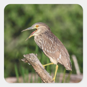 Juvenile Black Crowned Night Heron Square Sticker