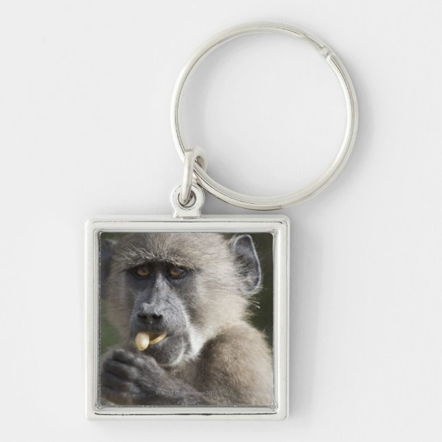 Juvenile Chacma baboon (Papio ursinus) eats nuts Key Ring (Front)