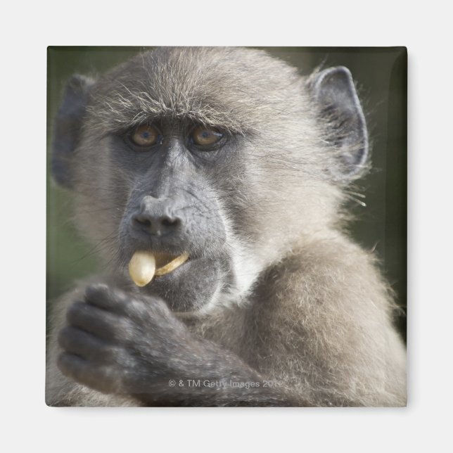 Juvenile Chacma baboon (Papio ursinus) eats nuts Magnet (Front)