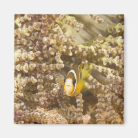 juvenile Clark's Anemonefish (Amphiprion)