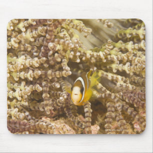 juvenile Clark's Anemonefish (Amphiprion) Mouse Pad
