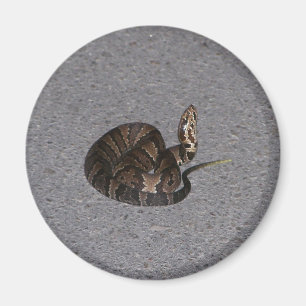 Juvenile Cottonmouth Snake Magnet