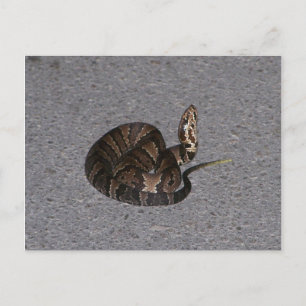 Juvenile Cottonmouth Snake Postcard