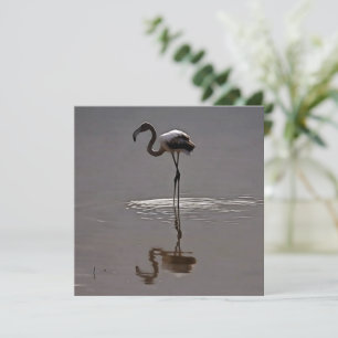 Juvenile Flamingo In Grey With Reflection Holiday Card