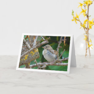 Juvenile Goldfinch in Almond Tree Card