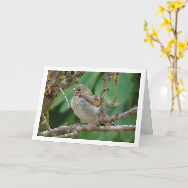 Juvenile Goldfinch in Almond Tree Card (Yellow Flower)