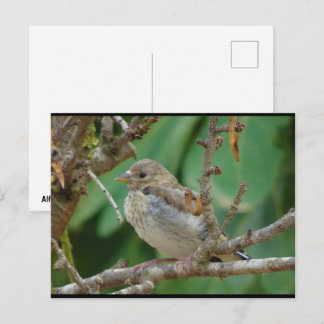 Juvenile Goldfinch in Almond Tree Postcard