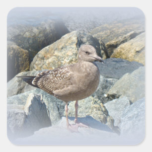 Juvenile Great Black-Backed Gull Square Sticker