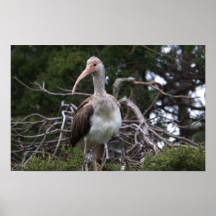 Juvenile Ibis Bird Poster