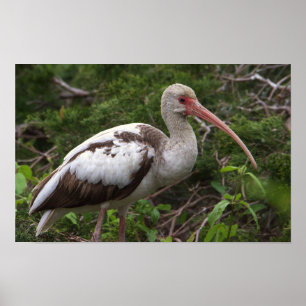 Juvenile Ibis Bird Poster