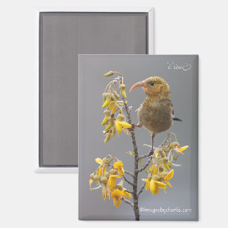 Juvenile Iiwi Hawaiian Honeycreeper Magnet