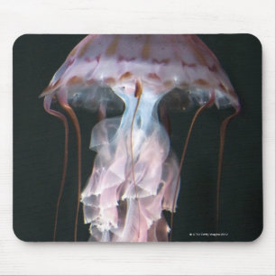 Juvenile jellyfish, Chrysaora (Pelagia) Mouse Pad