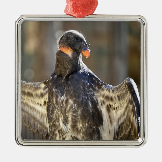 Juvenile King vulture outspread wings Metal Ornament (Front)