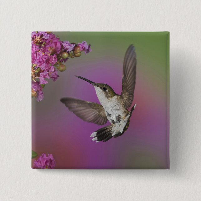 Juvenile male Ruby Throated Hummingbird 15 Cm Square Badge (Front)