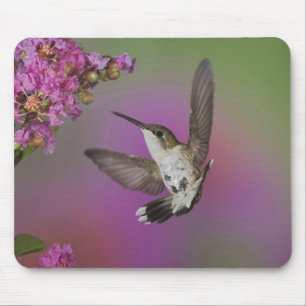 Juvenile male Ruby Throated Hummingbird Mouse Pad