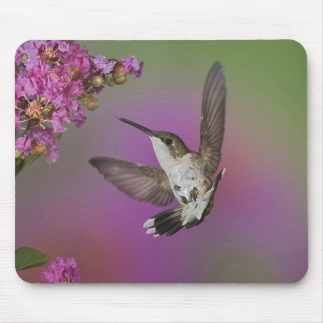 Juvenile male Ruby Throated Hummingbird Mouse Pad (Front)
