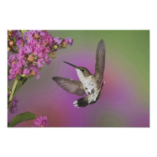 Juvenile male Ruby Throated Hummingbird Photo Print