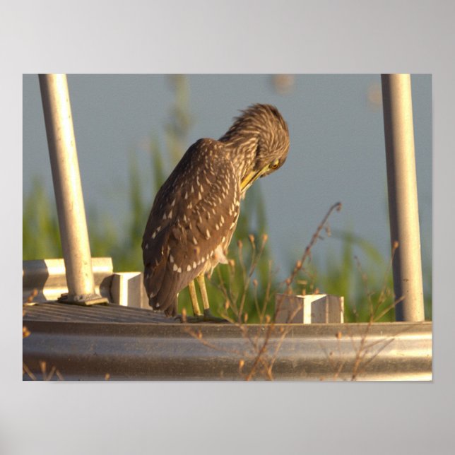 Juvenile Night Heron Photo Poster (Front)