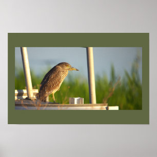 Juvenile Night Heron Photo Poster
