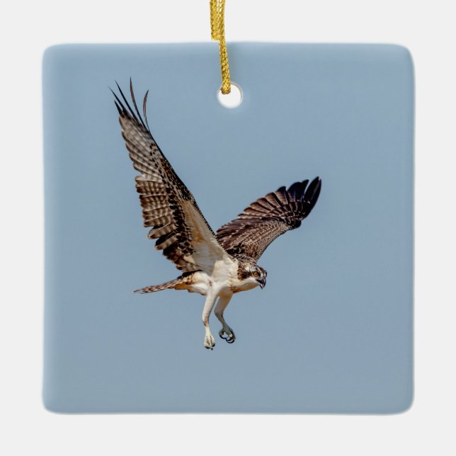 Juvenile Osprey in flight Ceramic Tree Decoration (Front)