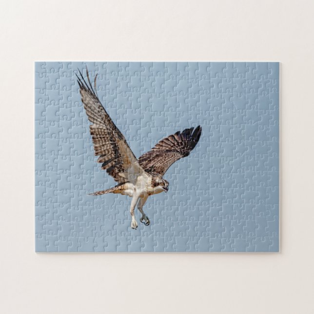 Juvenile Osprey in flight Jigsaw Puzzle (Horizontal)