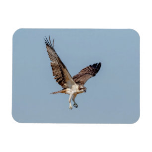 Juvenile Osprey in flight Magnet