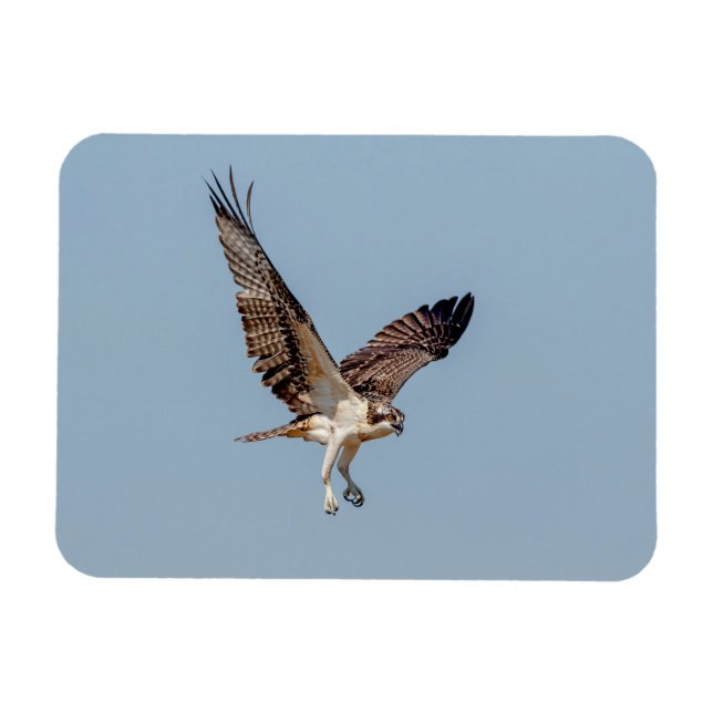 Juvenile Osprey in flight Magnet (Horizontal)