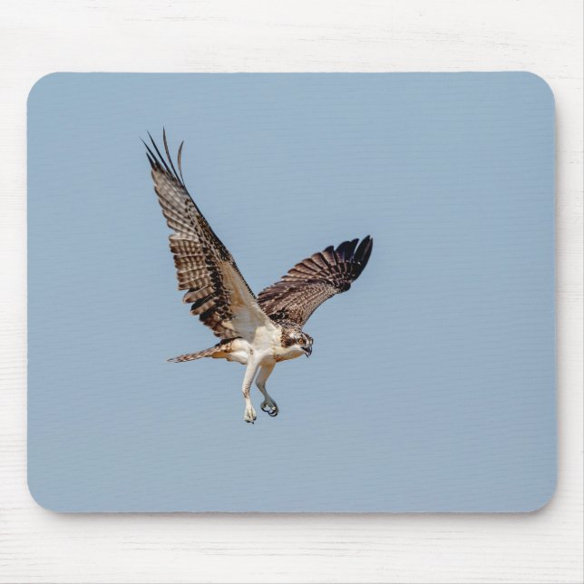 Juvenile Osprey in flight Mouse Pad (Front)
