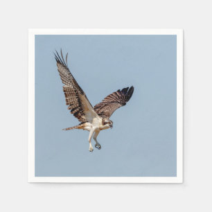 Juvenile Osprey in flight Napkin