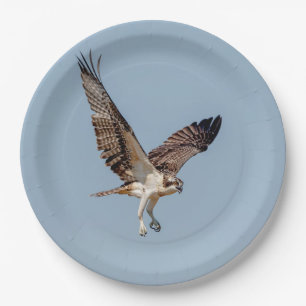 Juvenile Osprey in flight Paper Plate
