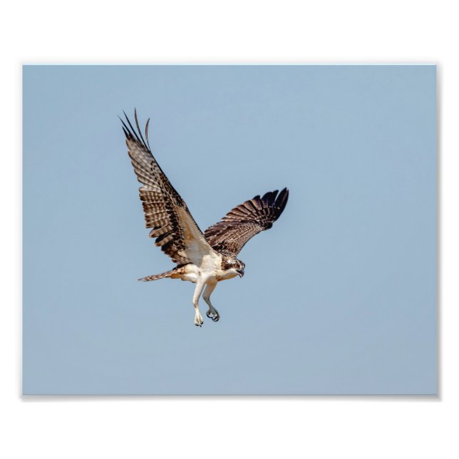 Juvenile Osprey in flight Photo Print (Front)