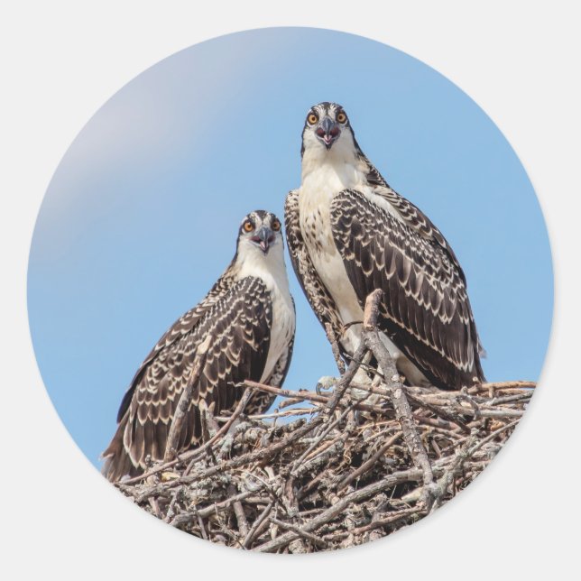 Juvenile Osprey in the nest Classic Round Sticker (Front)