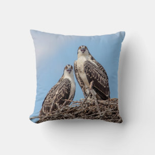 Juvenile Osprey in the nest Cushion