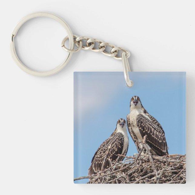 Juvenile Osprey in the nest Key Ring (Front)
