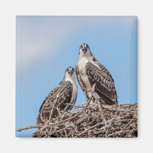 Juvenile Osprey in the nest Magnet